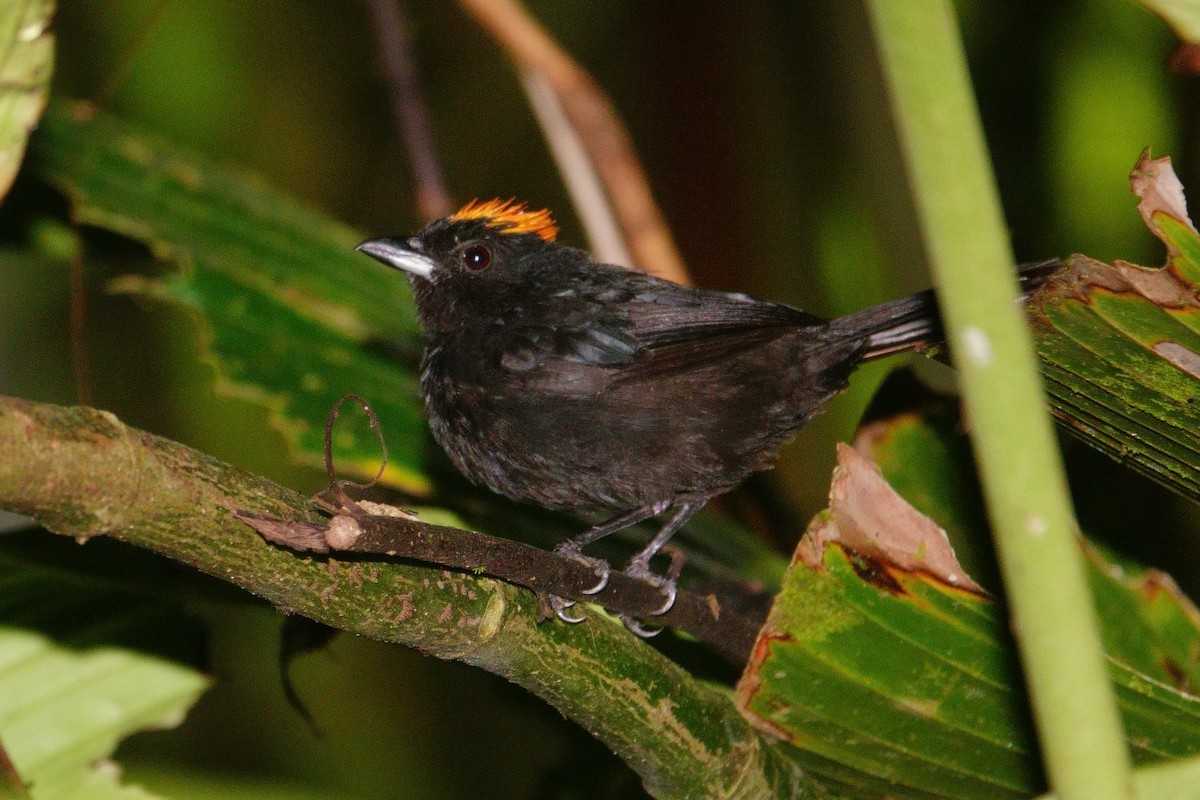 Tawny-crested Tanager - ML618720310