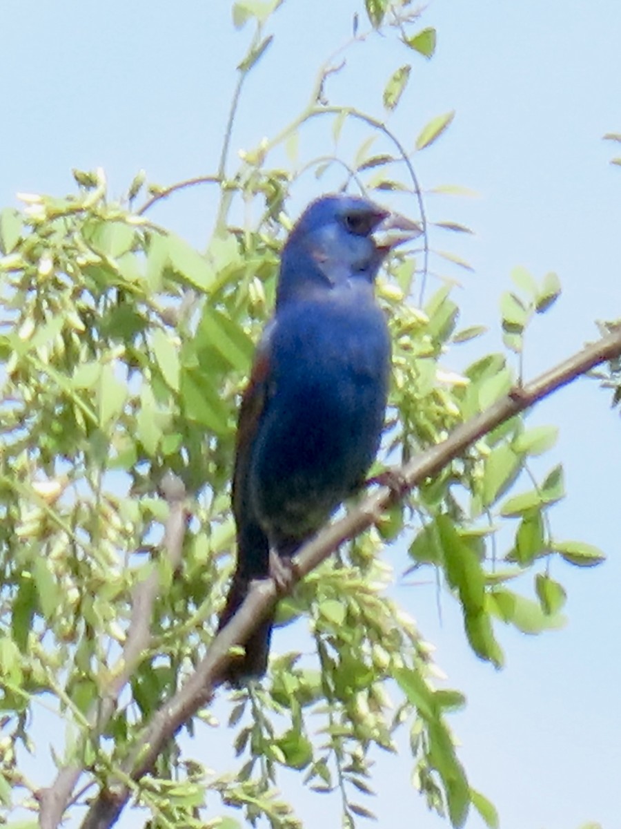 Guiraca bleu - ML618720352