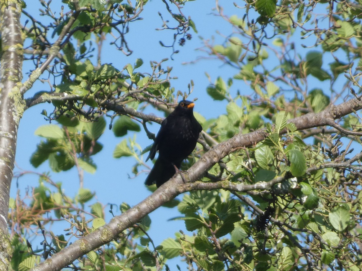 Eurasian Blackbird - ML618720386