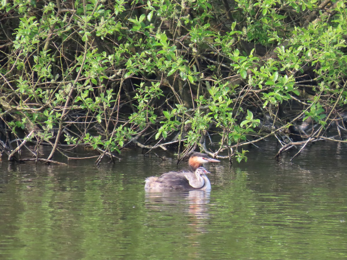 Great Crested Grebe - ML618720401