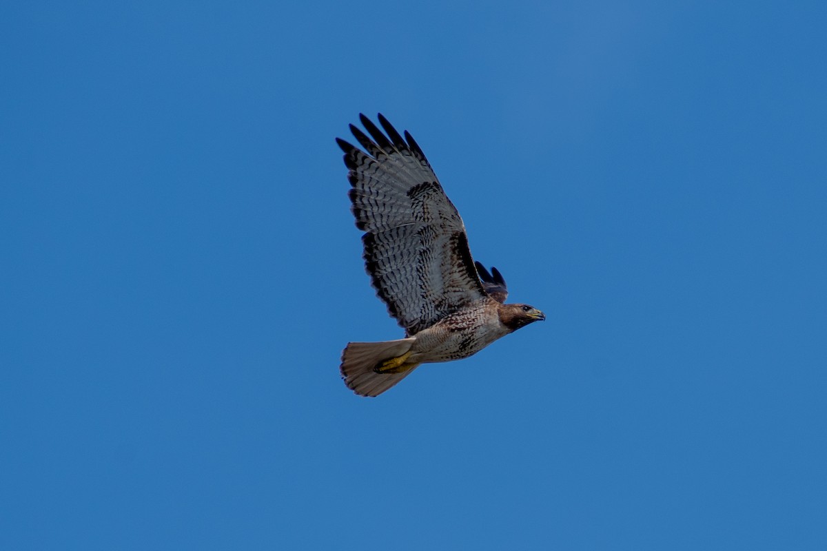 Red-tailed Hawk - Charles Donnelly