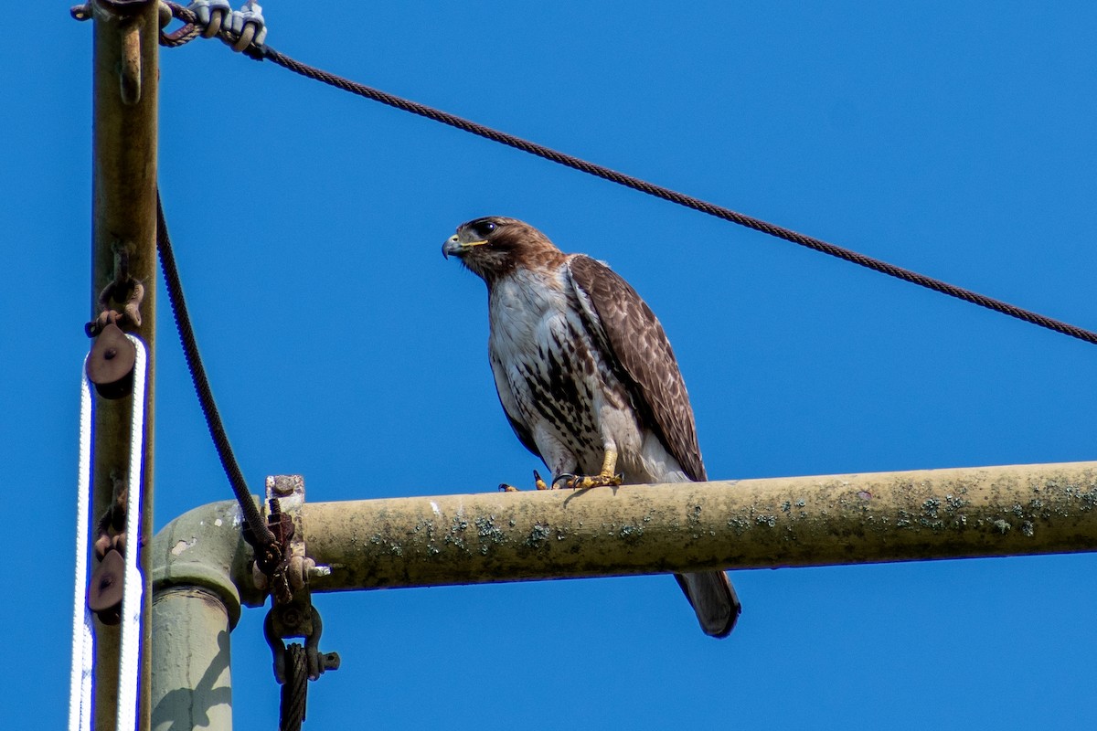 Red-tailed Hawk - ML618720443