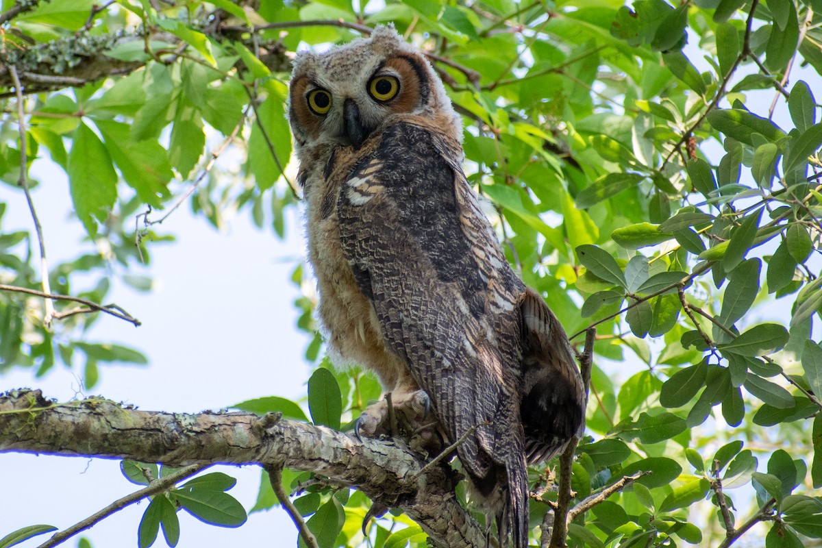 Great Horned Owl - ML618720446