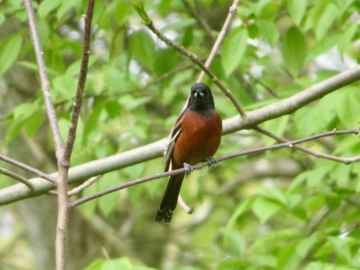 Orchard Oriole - ML618720474