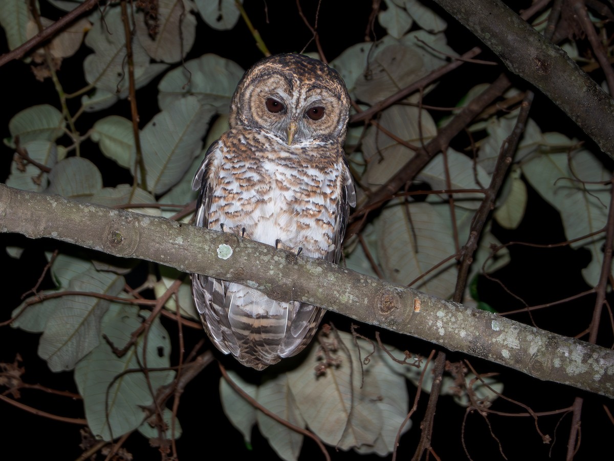 Rusty-barred Owl - ML618720488