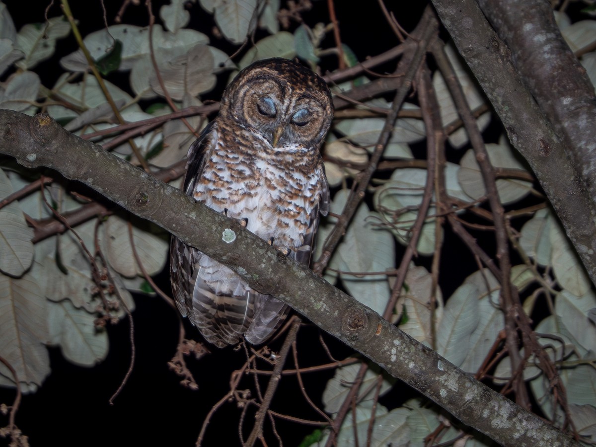 Rusty-barred Owl - ML618720489