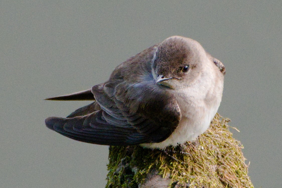 Northern Rough-winged Swallow - ML618720500