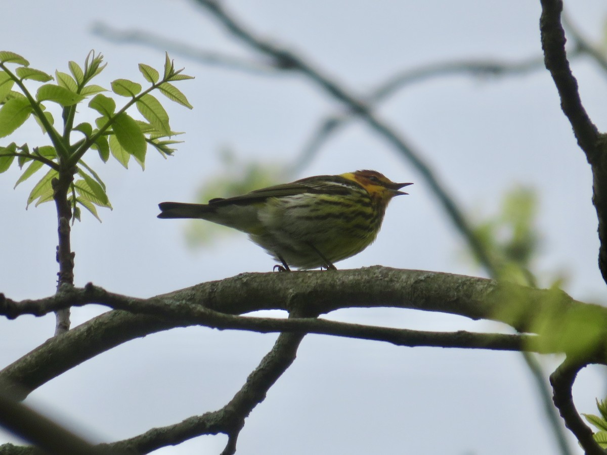 Cape May Warbler - ML618720550