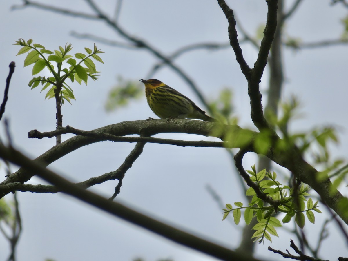 Cape May Warbler - ML618720551