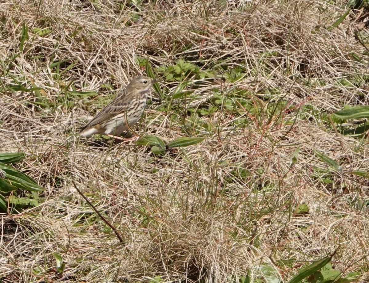 Meadow Pipit - ML618720562