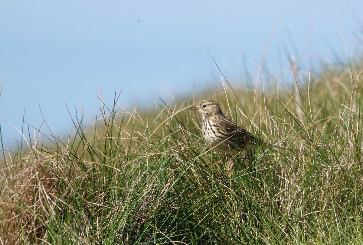 Meadow Pipit - ML618720563