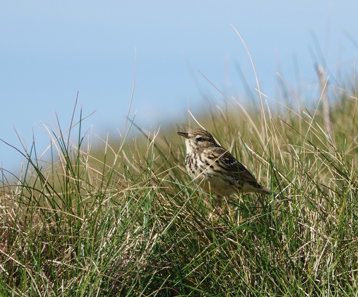 Meadow Pipit - ML618720564