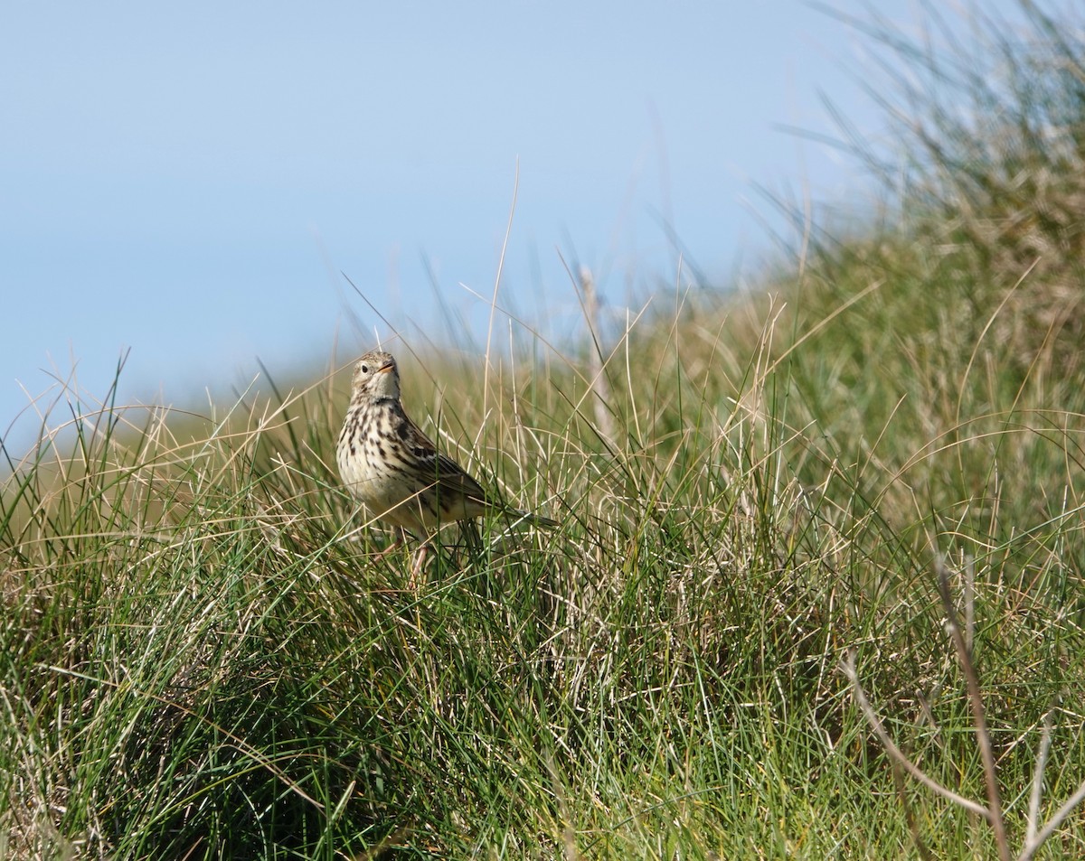 Meadow Pipit - ML618720565