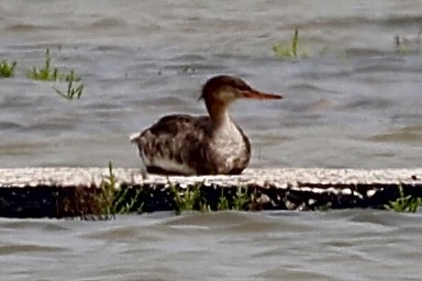 Red-breasted Merganser - Dean Silvers