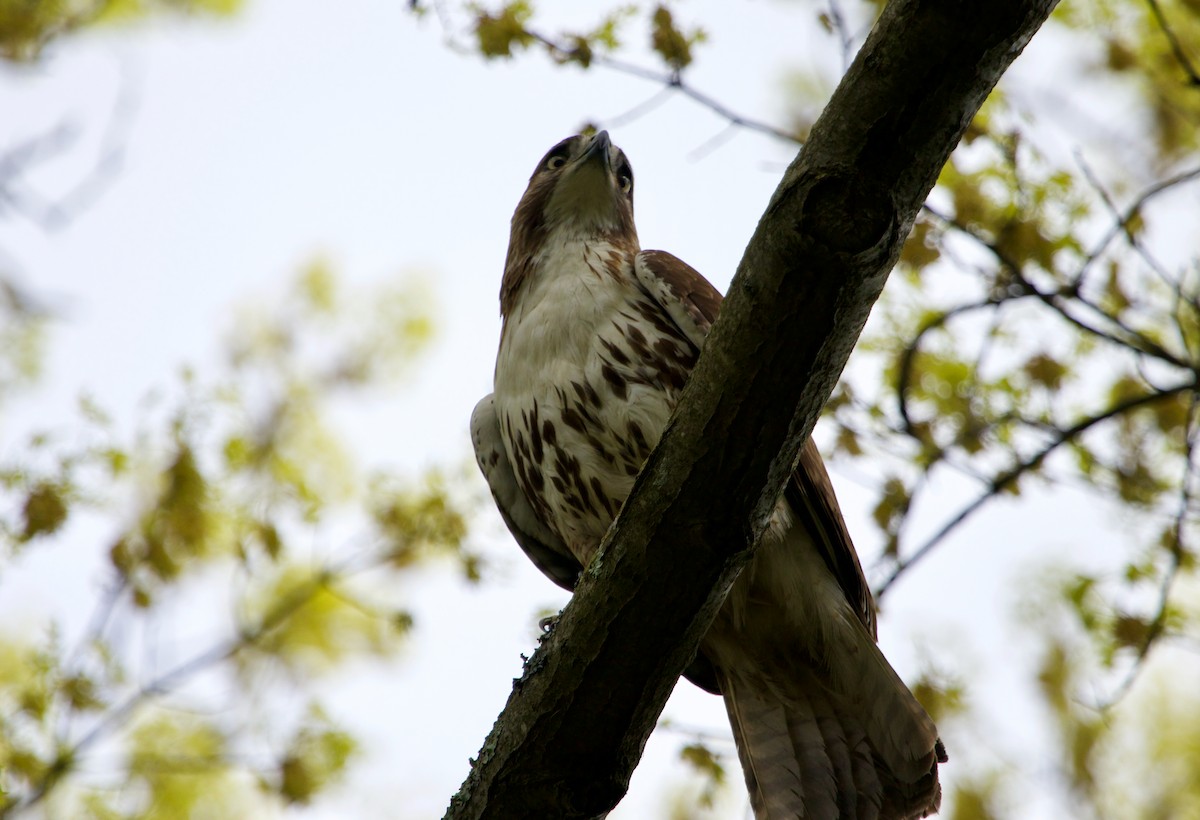 Red-tailed Hawk - ML618720586