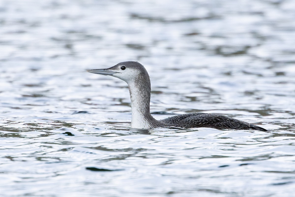 Red-throated Loon - ML618720670