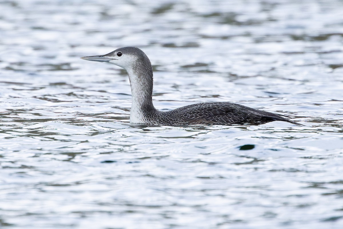 Red-throated Loon - ML618720671