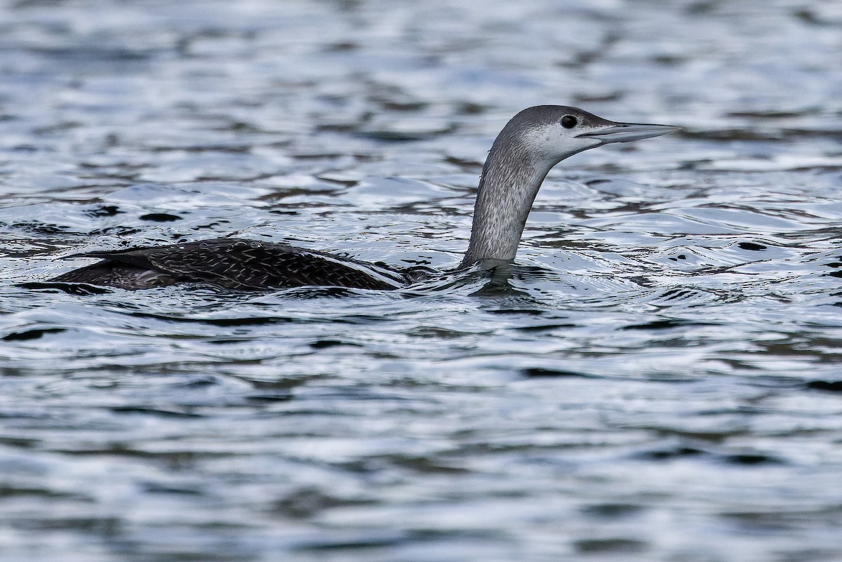 Red-throated Loon - ML618720672
