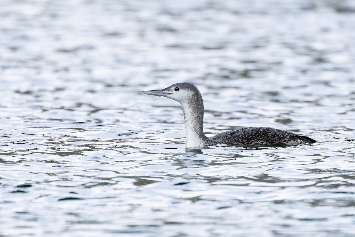 Red-throated Loon - ML618720673