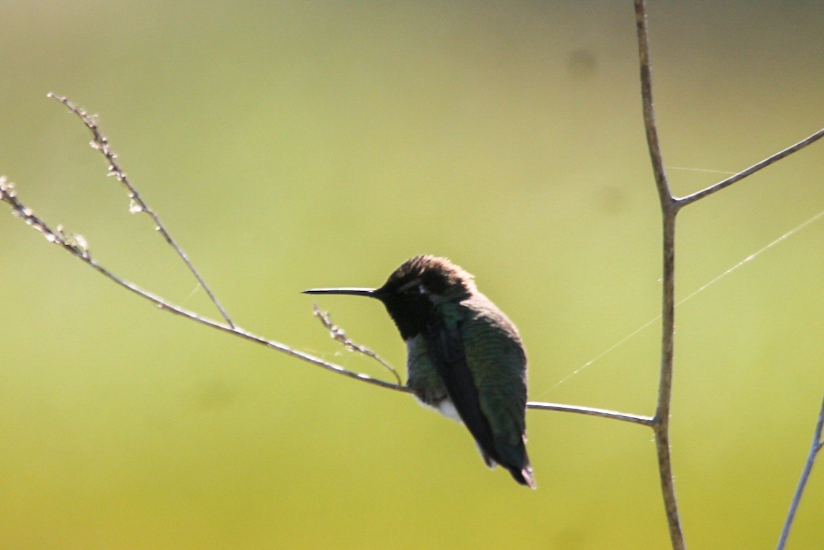 Anna's Hummingbird - ML618720694