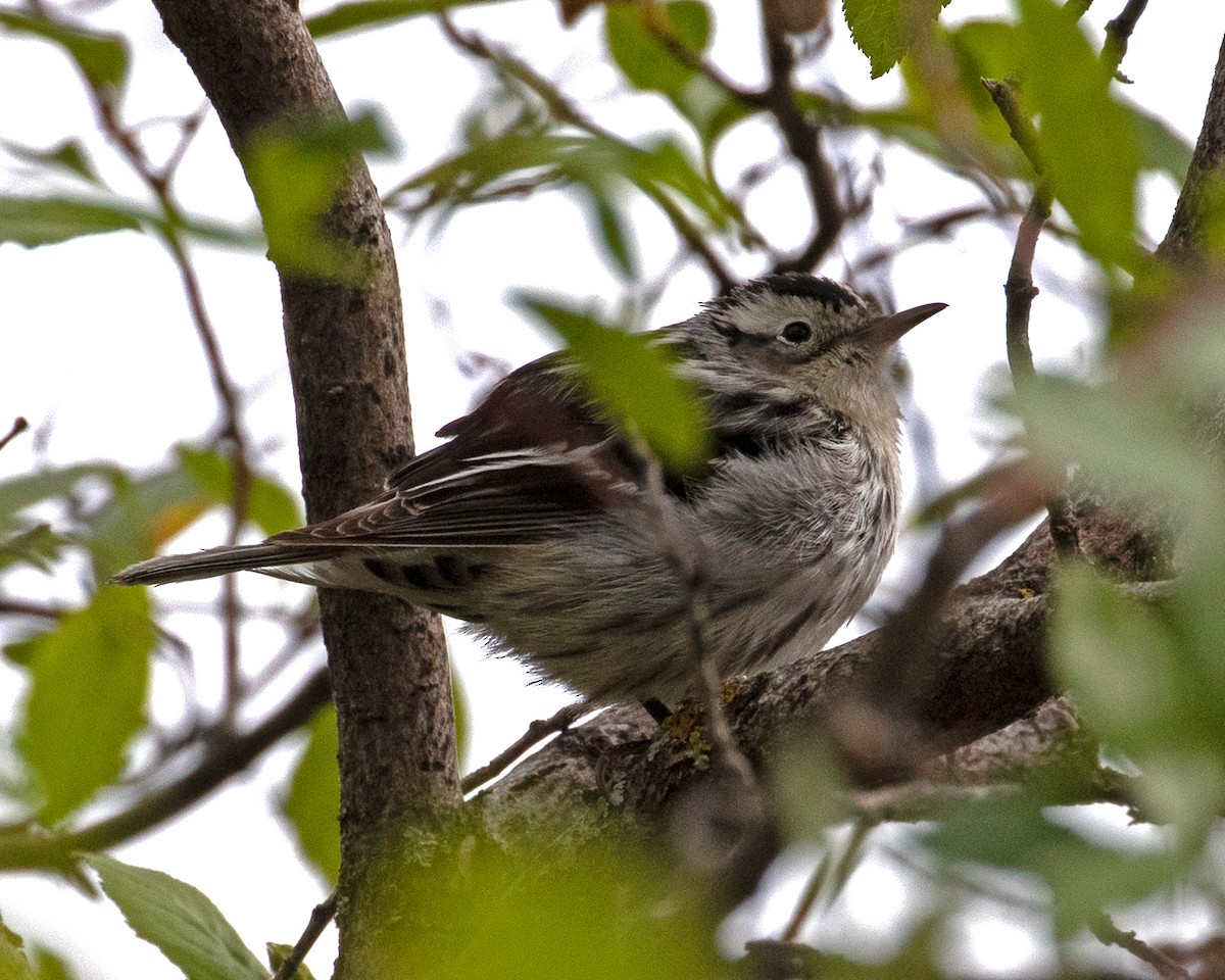 Black-and-white Warbler - ML618720702
