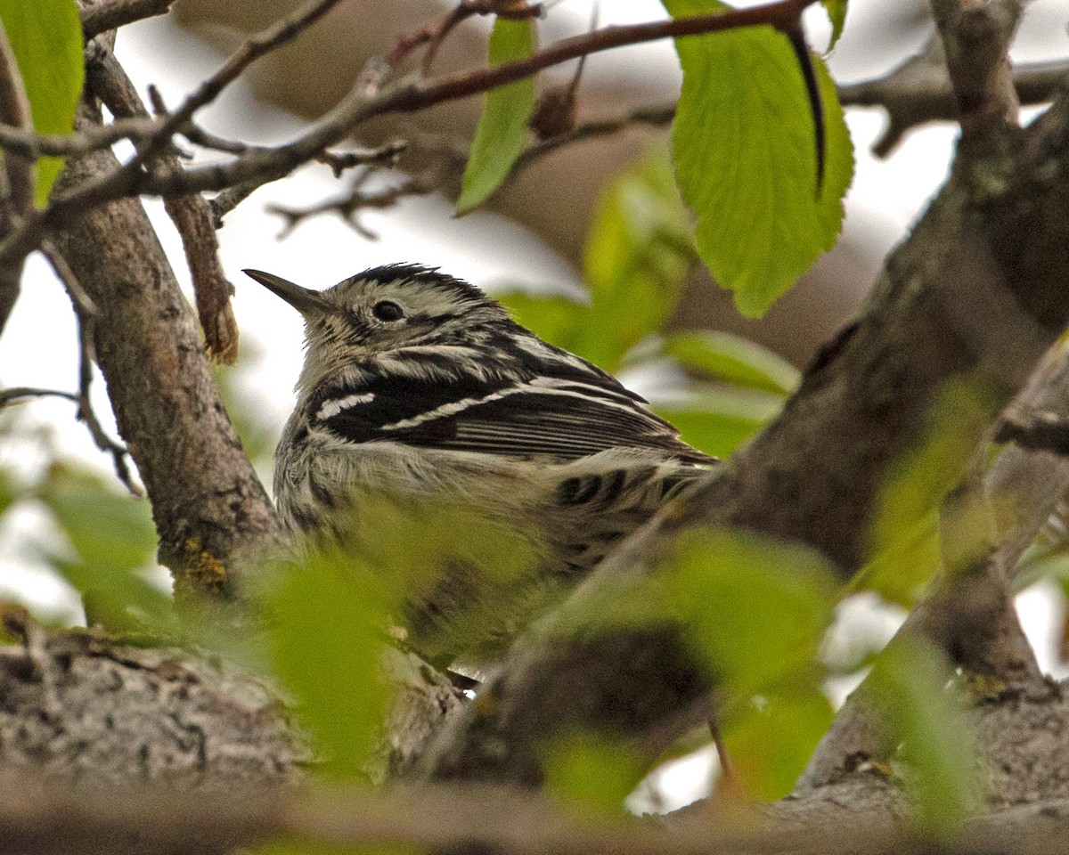 Black-and-white Warbler - ML618720704