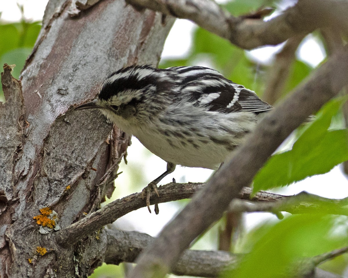 Black-and-white Warbler - ML618720705