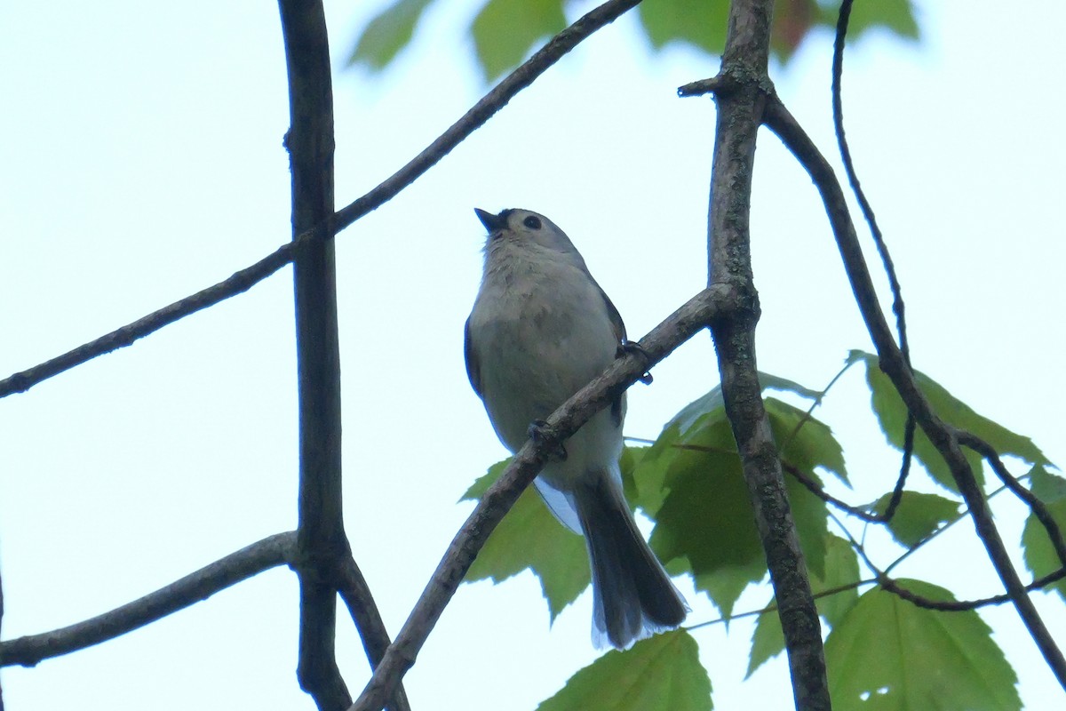 Tufted Titmouse - Russ Smiley
