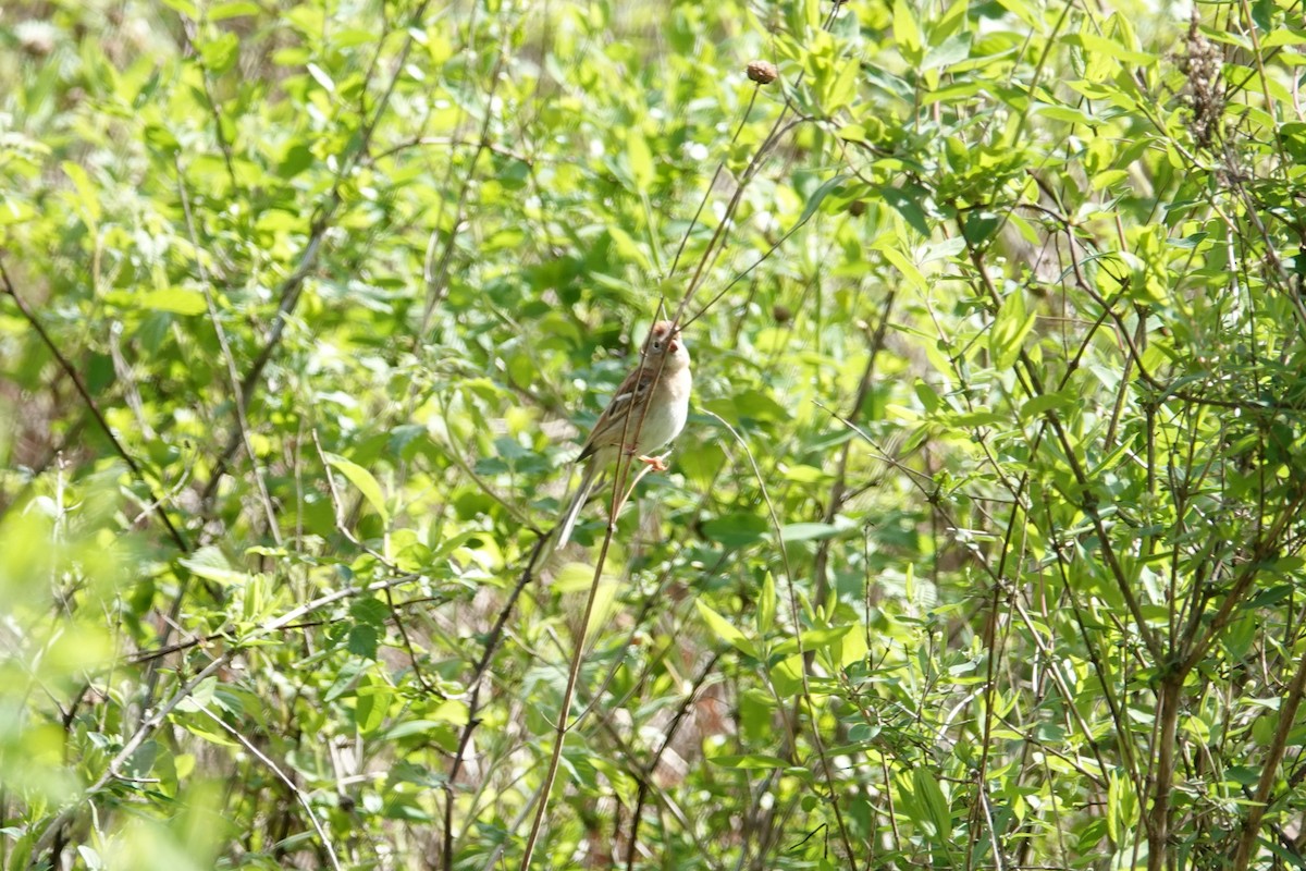 Field Sparrow - ML618720829