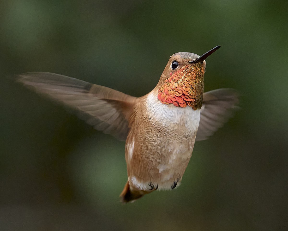 Rufous Hummingbird - ML618720841