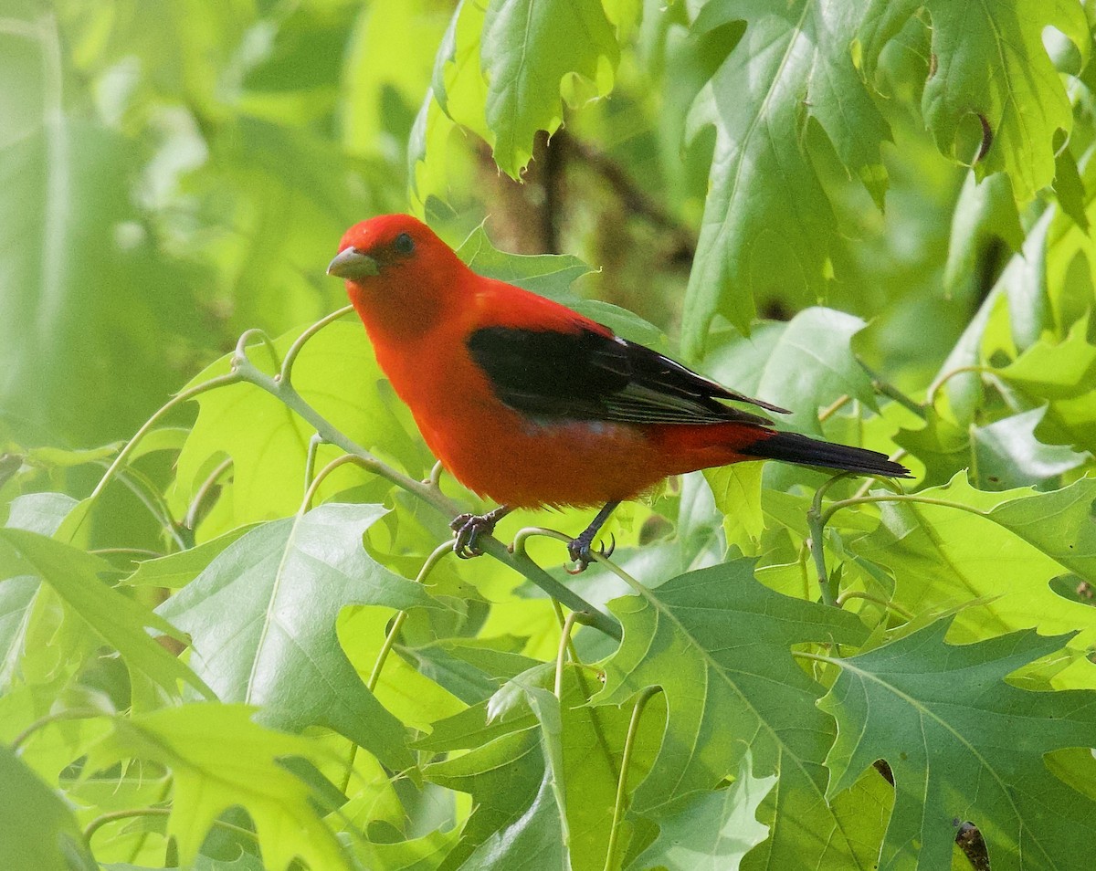 Scarlet Tanager - ML618720860