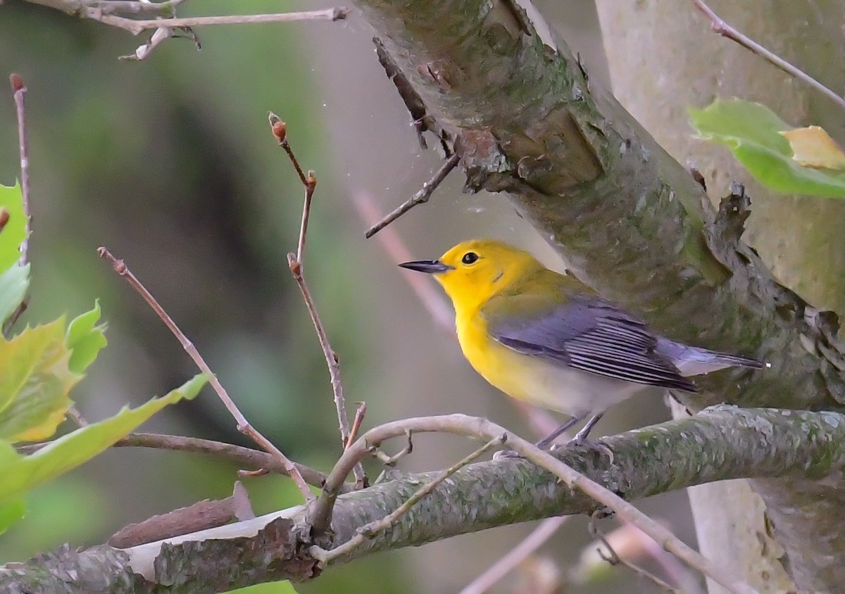 Prothonotary Warbler - ML618720907
