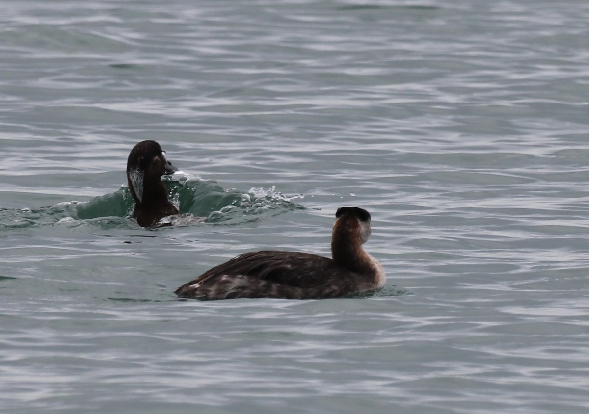 Red-necked Grebe - ML618720908
