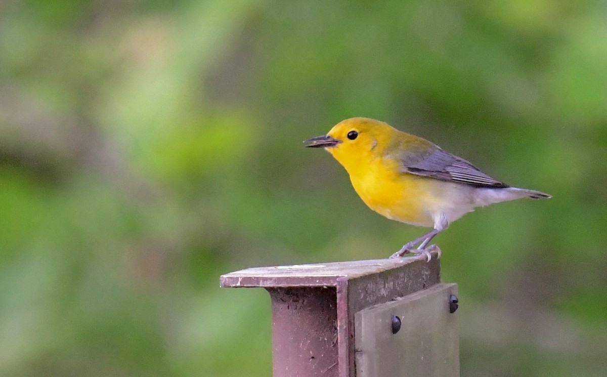 Prothonotary Warbler - ML618720910