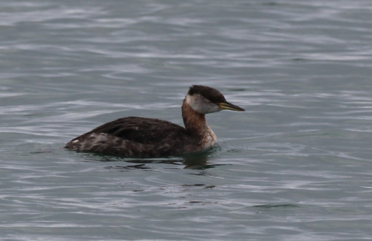 Red-necked Grebe - ML618720911