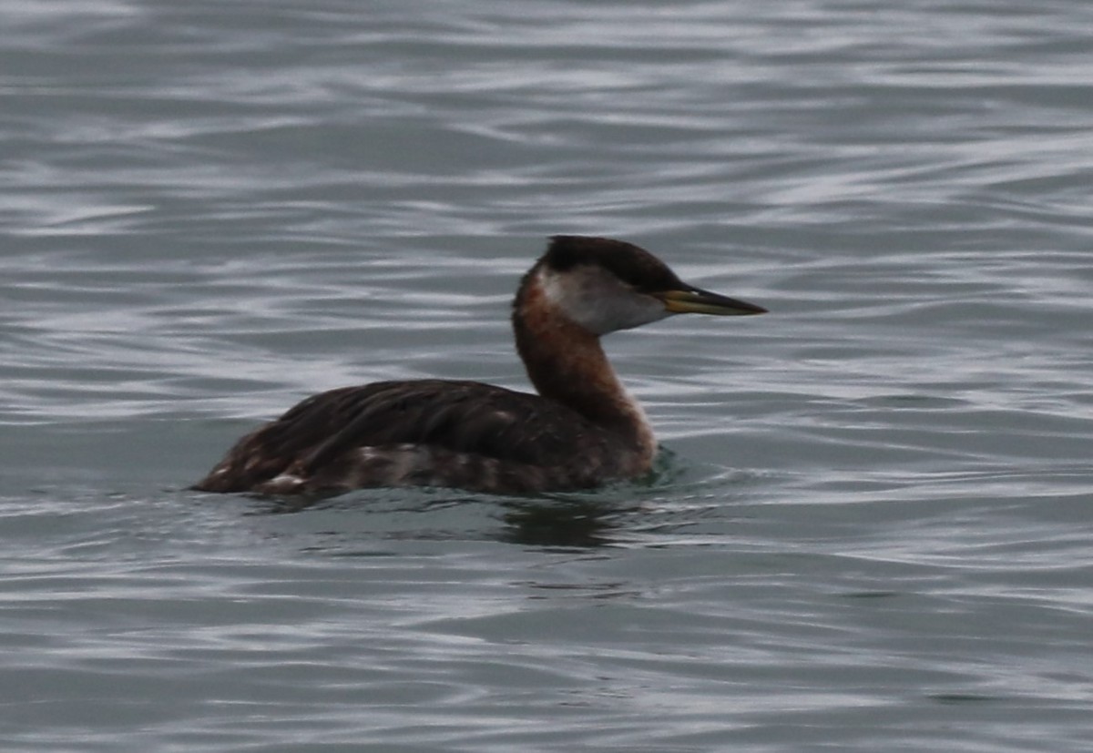 Red-necked Grebe - ML618720914