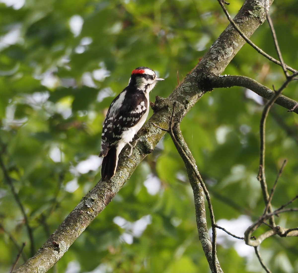 Downy Woodpecker - ML618720950