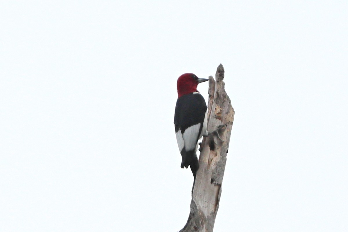 Red-headed Woodpecker - ML618720952