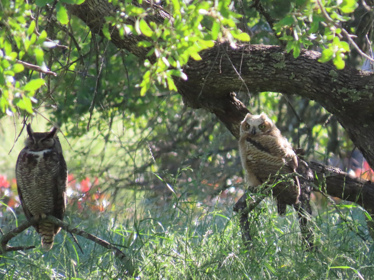 Great Horned Owl - ML618720984