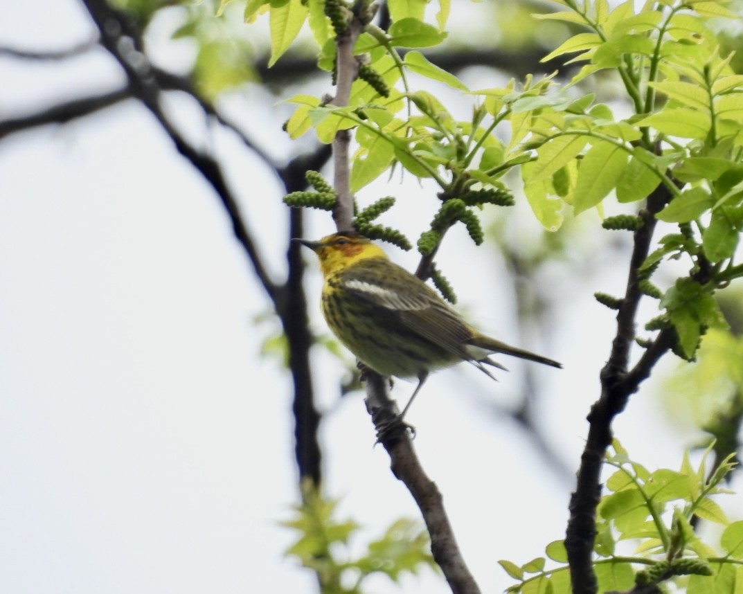Cape May Warbler - ML618720989