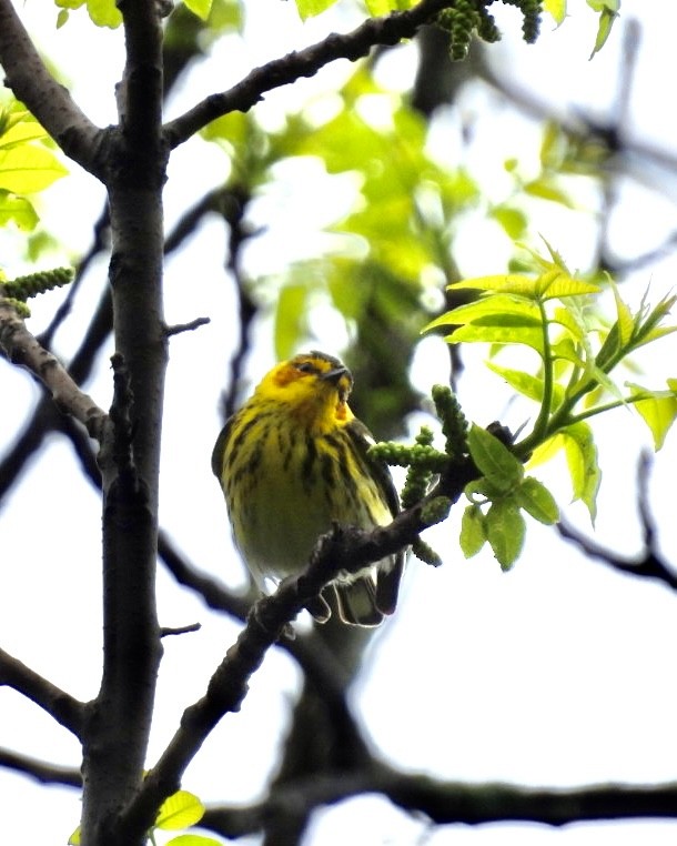 Cape May Warbler - ML618720990