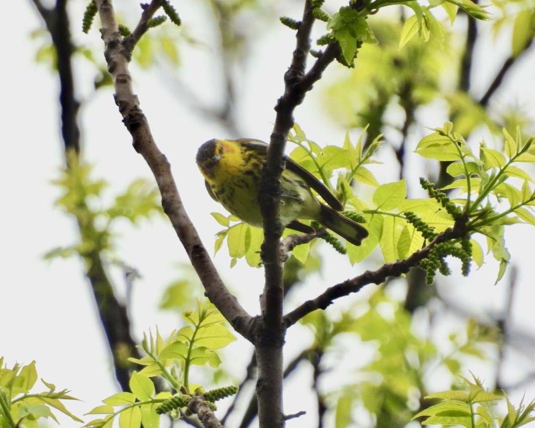 Cape May Warbler - ML618720991