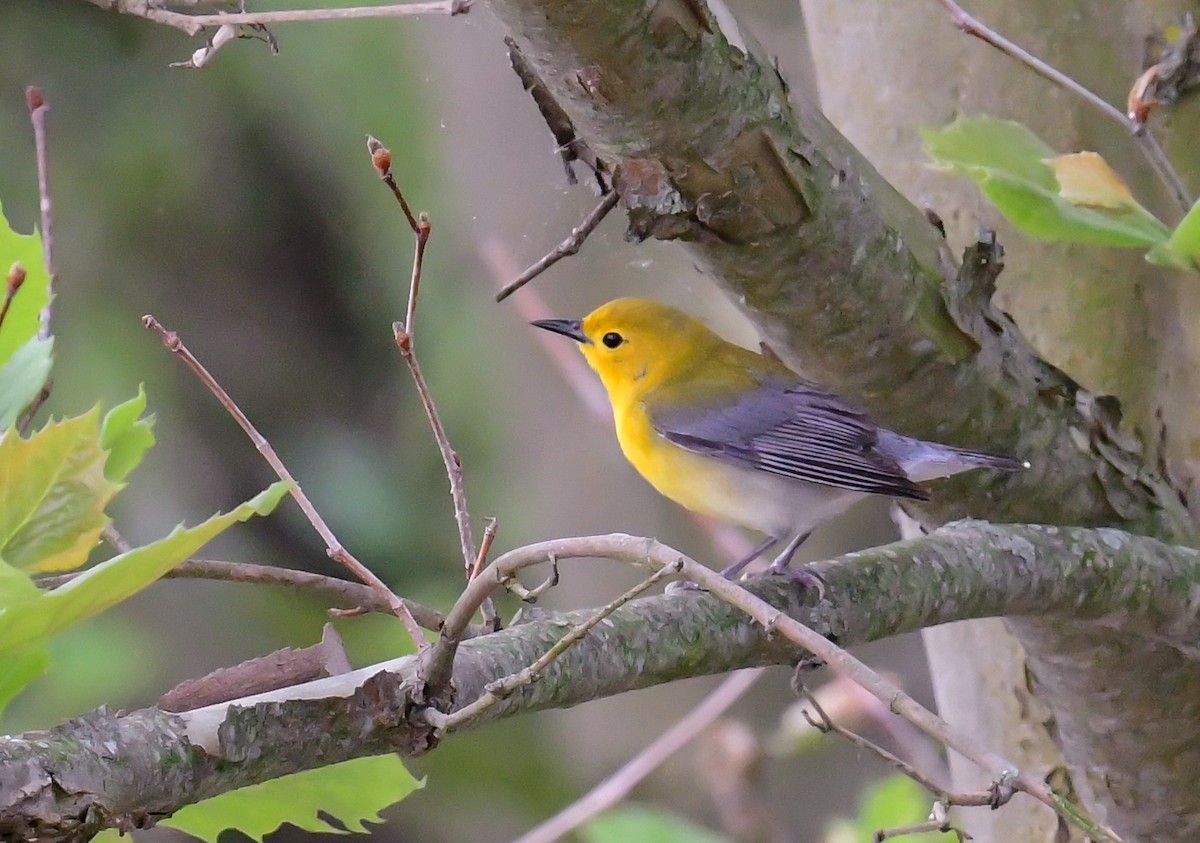 Prothonotary Warbler - ML618721013