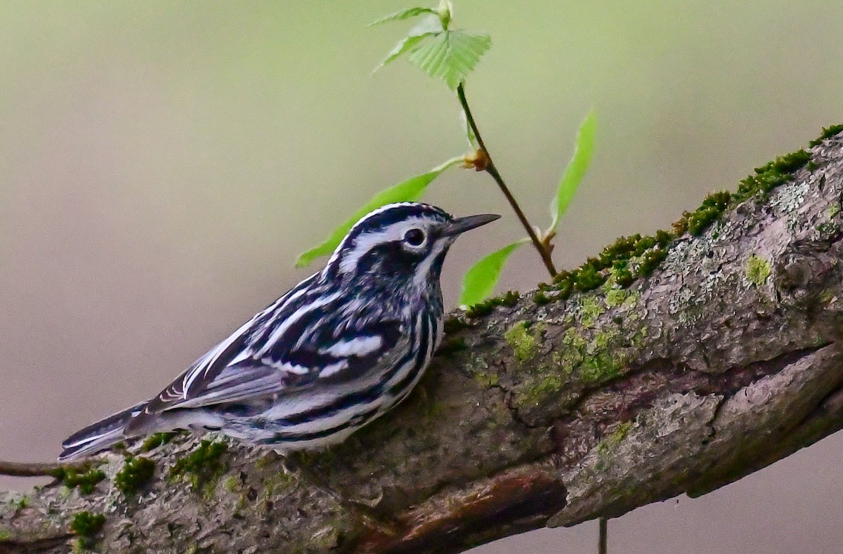 Black-and-white Warbler - ML618721022