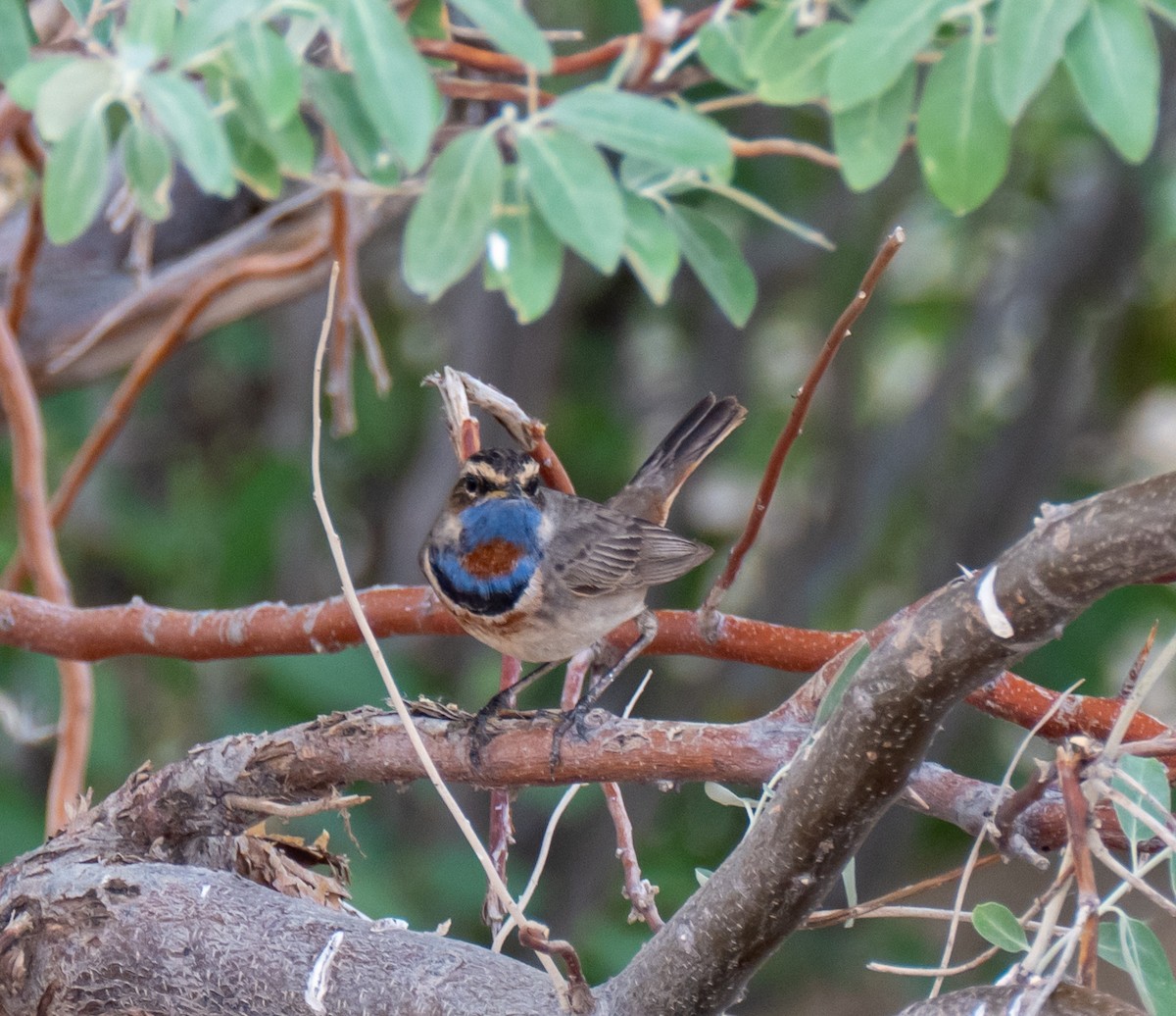 Bluethroat (Red-spotted) - ML618721030