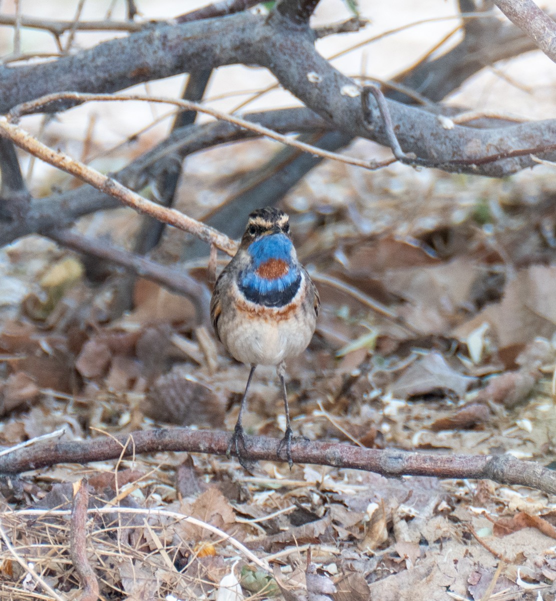 Bluethroat (Red-spotted) - ML618721031