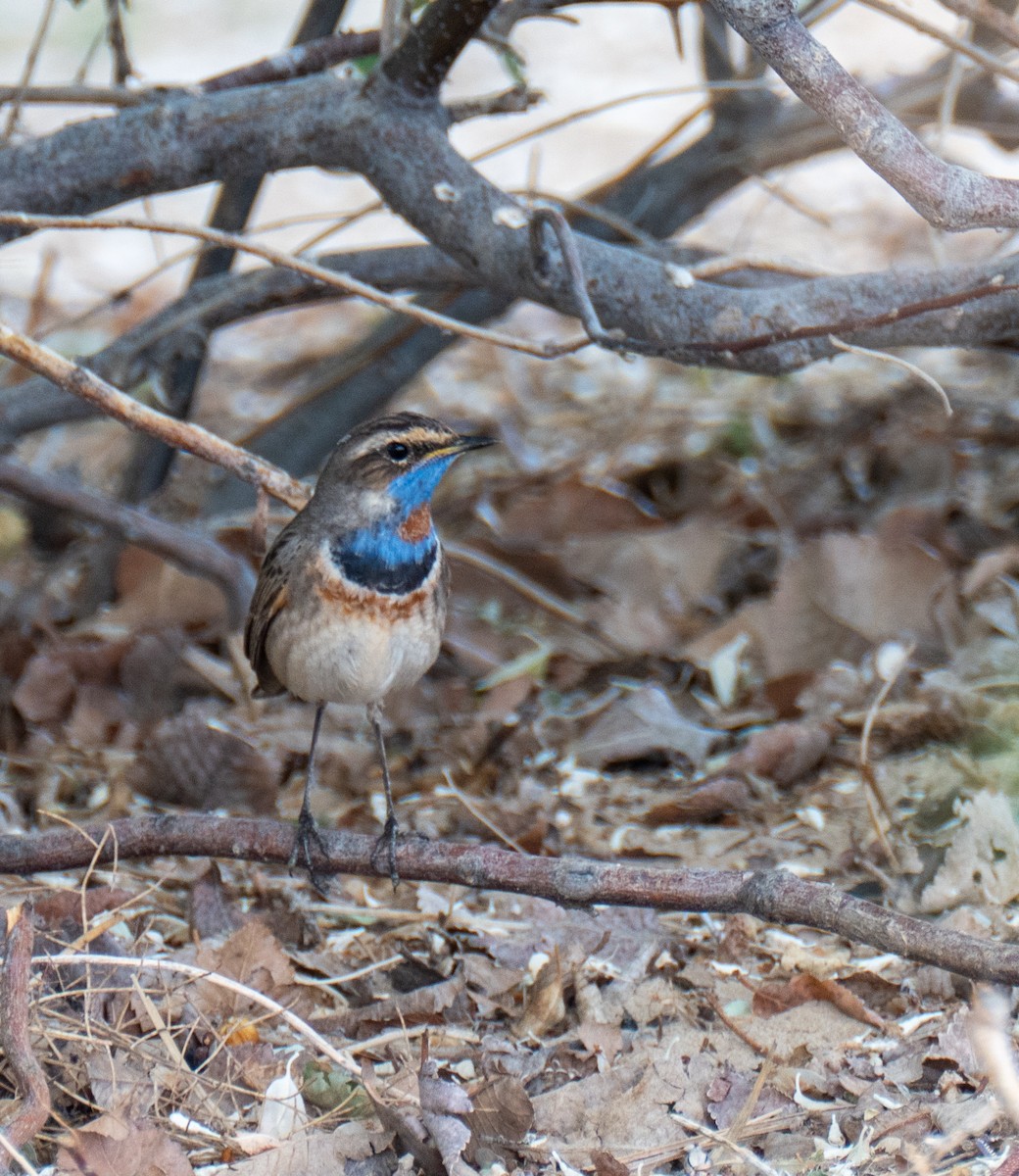 Bluethroat (Red-spotted) - ML618721032