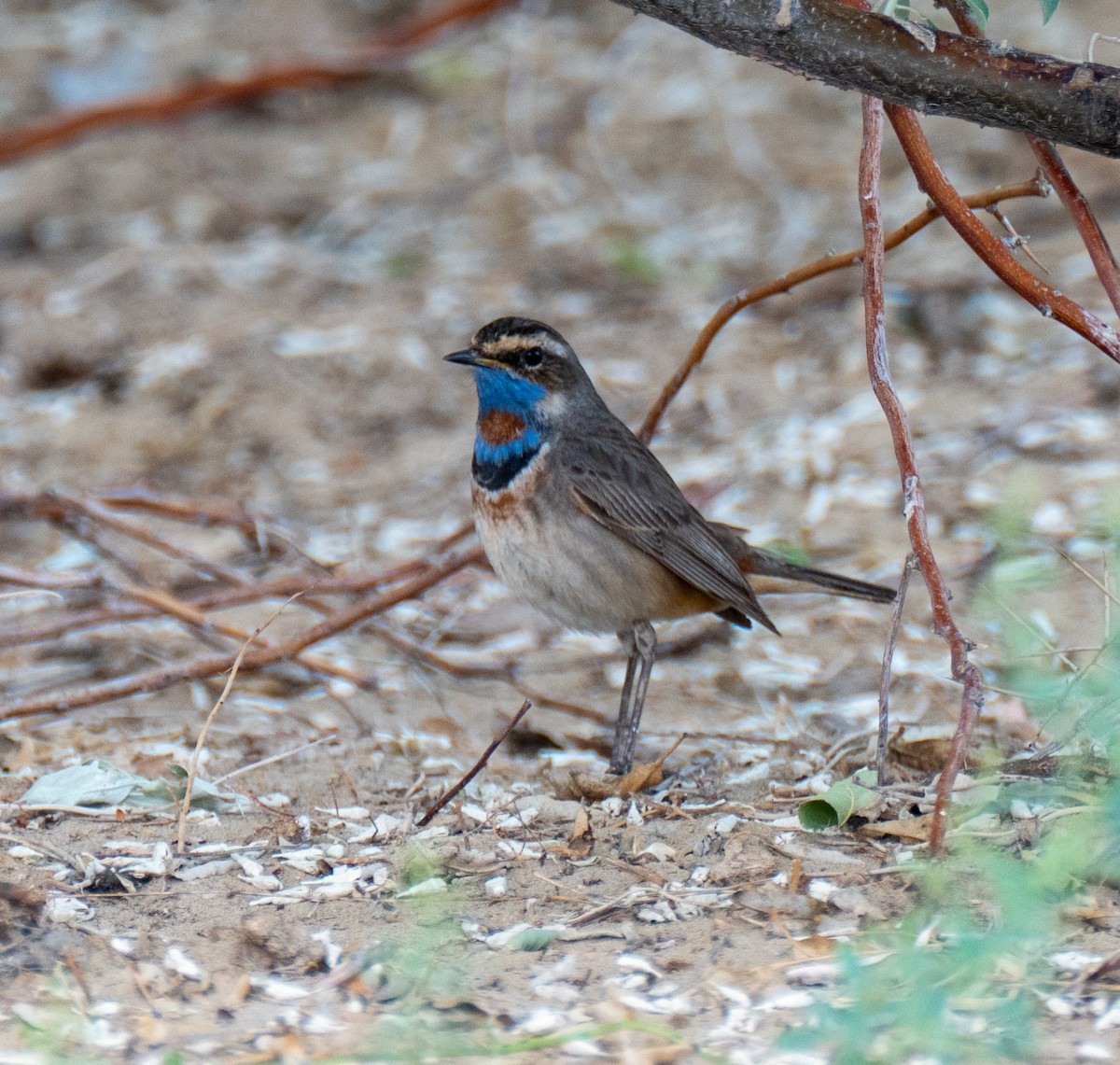 Bluethroat (Red-spotted) - ML618721033