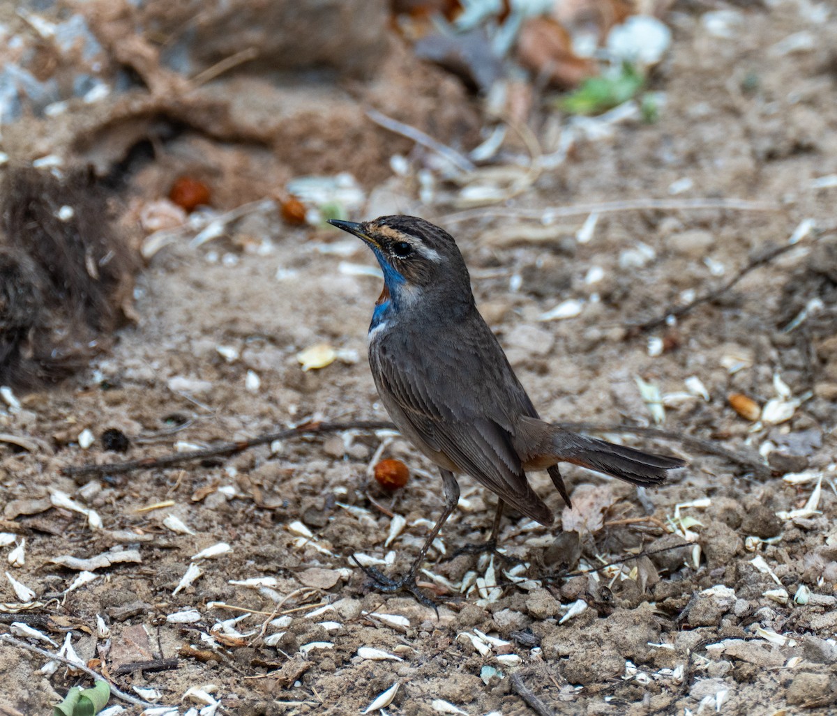 Bluethroat (Red-spotted) - ML618721034