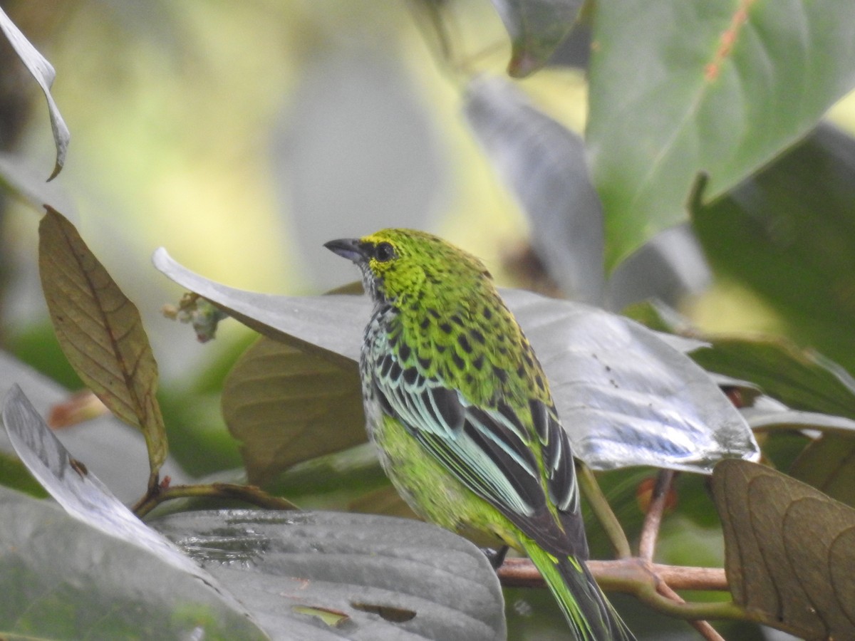 Speckled Tanager - ML618721035